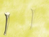 Tibia (Shankbone) Medicine PowerPoint Templates