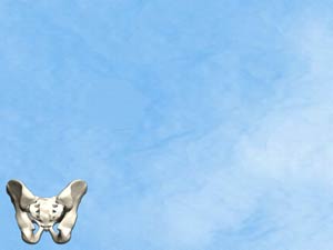 Male Pelvic Girdle Title Content PowerPoint Template