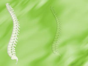 Vertebral Column (Backbone) Title Content PowerPoint Template