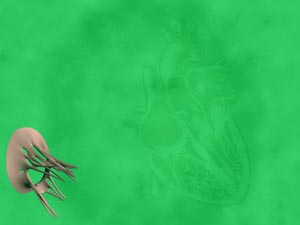 Mitral Valve (Bicuspid Valve) Title Content PowerPoint Template