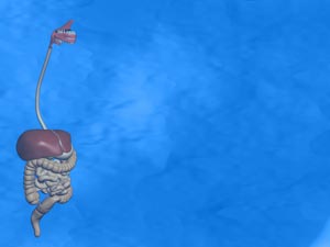 Digestive System Title Content PowerPoint Template