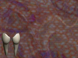 Lower Canine Title Content PowerPoint Template