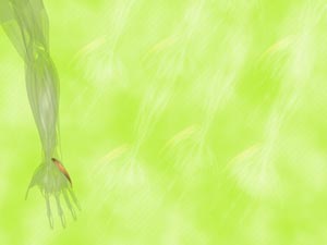 Abductor Quinti Brevis Muscle Title Content PowerPoint Template