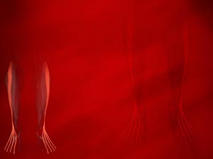 Extensor Digitorum Longus Muscle Title Content PowerPoint Template