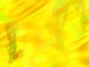 Extensor Hallucis Brevis Muscle Title Content PowerPoint Template