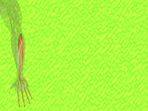 Flexor Digitorum Profundus Muscle Title Content PowerPoint Template