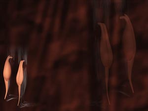 Gastrocnemius Muscle Title Content PowerPoint Template