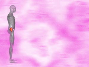 Gluteus Minimus Muscle Title Content PowerPoint Template