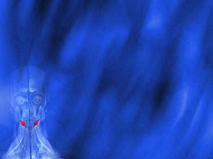 Hyoglossus Muscle Title Content PowerPoint Template